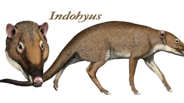 The Indohyus