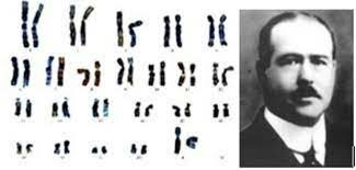 TEORÍA CROMOSÓMICA DE LA HERENCIA