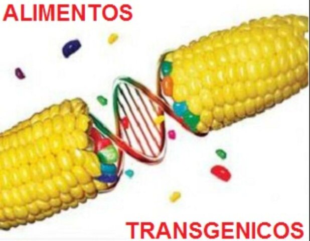 MAIZ TRANSGENICO