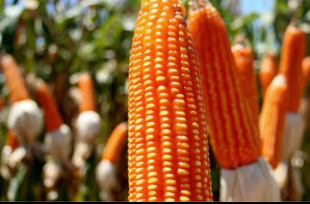 SIEMBRA DE MAICES OGM