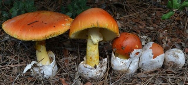 Amanita Cesarea