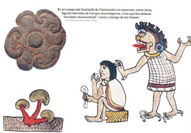 Teonanacat: Psylocibe spp