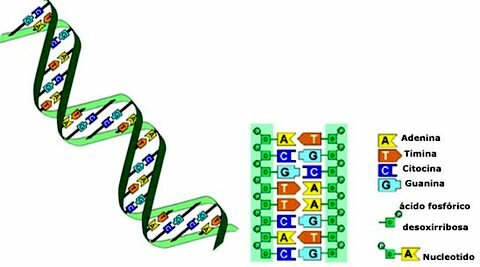 Determinacion de secuencia de ADN