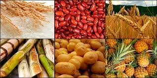 Cultivos obtenidos por técnicas de ingeniería genética.