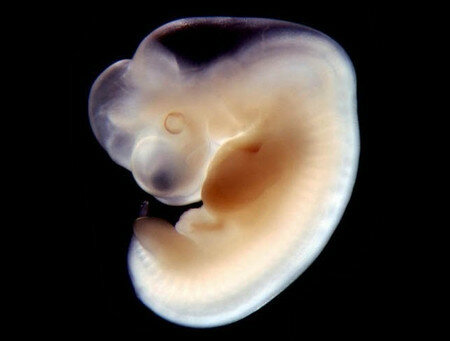 Etapa: Concepción-nacimiento