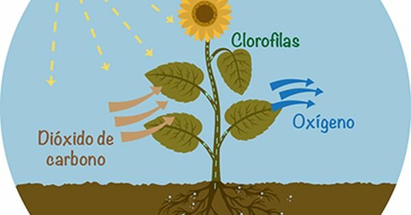 La fotosíntesis