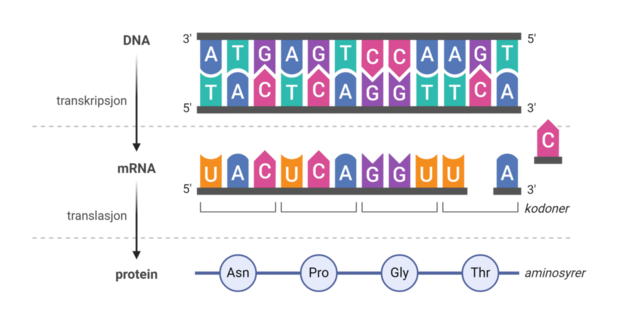 DNA blir omsett til protein