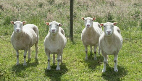 Første klona pattedyret