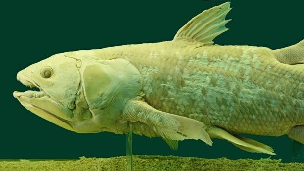 Appearance of the first cartiginous and bony fishes