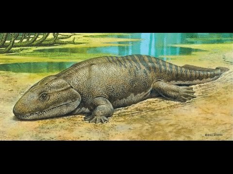 Beginning of the amphibian age