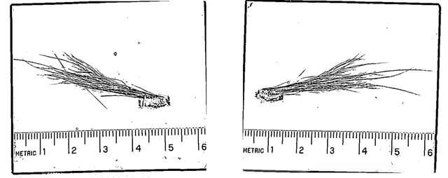 Mysterious Hairs Found