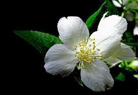 The first angiosperm plants appear