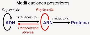 SISTEMA DE ADN - PROTEÍNA