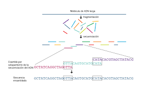 SECUENCIACIÓN DEL ADN