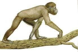 Appearance of the ramapithecus