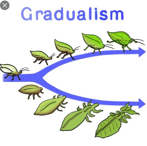 Gradualism