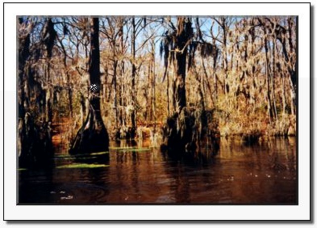 "General of the Swamps"