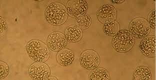 Mil milions d'anys de vida multicel·lular.