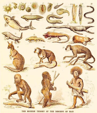 La teoría de la evolución de las especies   de Charles Darwin