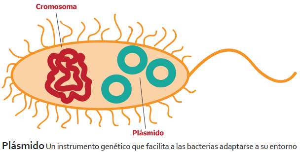 François Jacob y Wollman demuestran la existencia del plásmido F en Escherichia coli.