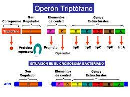 François Jacob y Jacques Monod proporcionan el primer ejemplo de control de la expresión de genes a nivel de transcripción: modelo del operón.