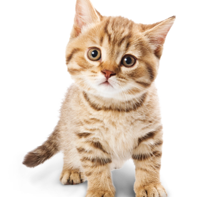 Timeline: Actividad 10. Timetoast - Julián Santiago Garnica Castillo