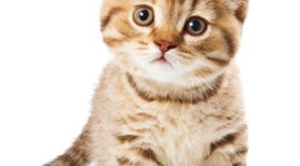 Timeline: Actividad 10. Timetoast - Julián Santiago Garnica Castillo