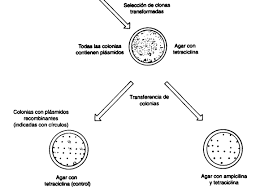 Werner Arber, Daniel Nathans y Hamilton Smith descubren los enzimas de restricción, herramientas esenciales para el desarrollo de la Ingeniería Genética.