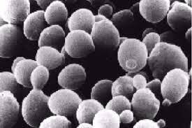 Se secuencia el genoma de la bacteria Saccharomyces cerevisiae