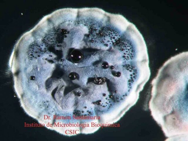 Heidelberg y col. descubren que Vibrio cholerae tiene dos cromosomas circulares.