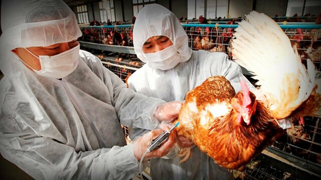 Aparece en Asia la gripe aviar, producida por el subtipo H5N1 del virus Influenza(puede transmitirse al hombre)