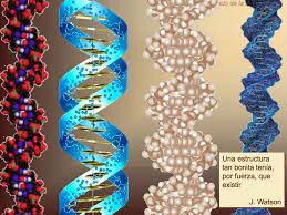 James D. Watson y Francis Crick consiguen dilucidar la estructura en doble hélice del DNA.