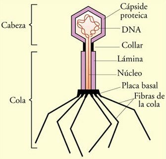 Alfred Hershey y Martha Chase demuestran que el DNA era el material genético de algunos virus.