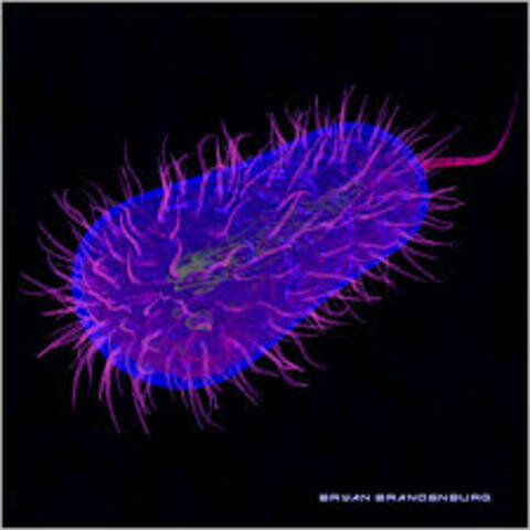 Joshua Lederberg y Edward Lawrie Tatum demuestran la existencia de conjugación en Escherichia coli.