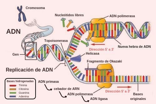 Polimorfismos de longitud de fragmentos de restricción (RFLP)