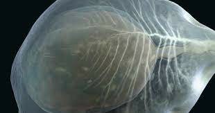 550 milions d'anys dels animals complexos.