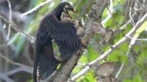 65 milions d'anys des que els dinosaures no aviaris es van extingir.