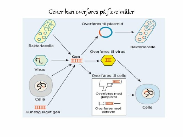 Fremmede gener overført til et dyr