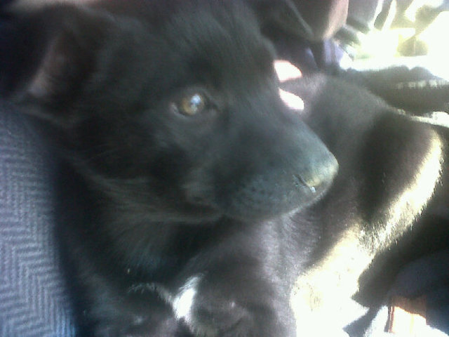 Kaya's first time to the Dog Park