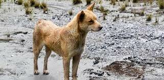 15.000 anys a.C es domestica a el llop i apareix el gos