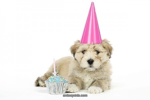 Kayanite's First Birthday