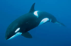 The Orca Whale