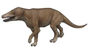 Pakicetus - 50 MYA