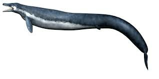 Basilosaurus - 39 MYA