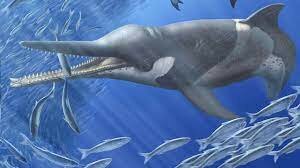 Ancient Whale - 30 MYA