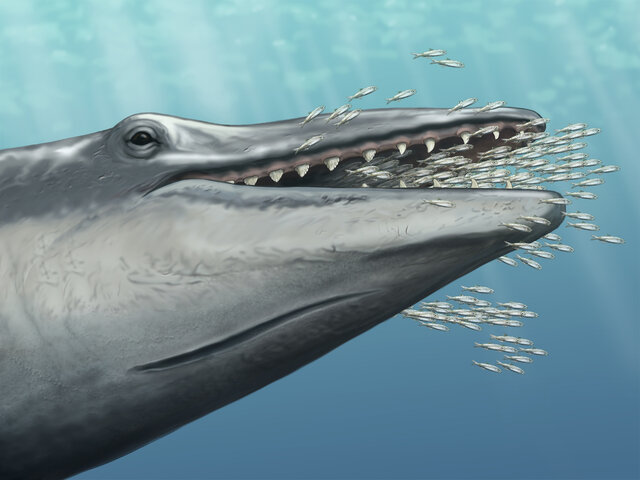 Predatory Toothed Whale - 30 MYA