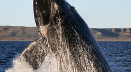 Timeline: Whale Evolution