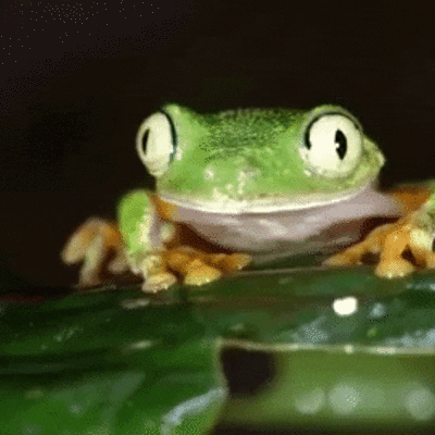 Timeline: Life of an animal