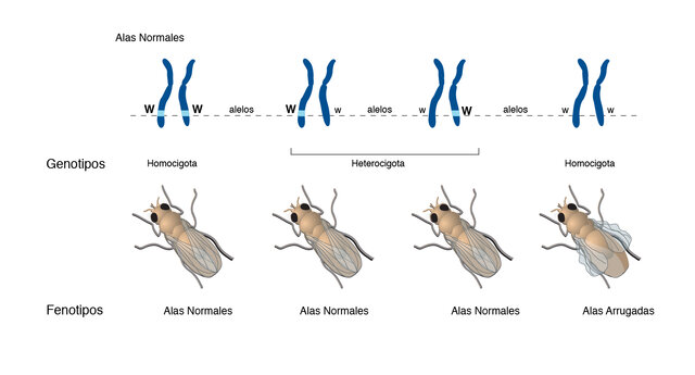 Análisis epidemiológico de las resistencias antibióticas de bacterias causantes de ITU