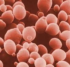 La levadura sintética